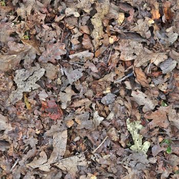 High resolution seamless texture of a forest ground with autumn leaves and nuts