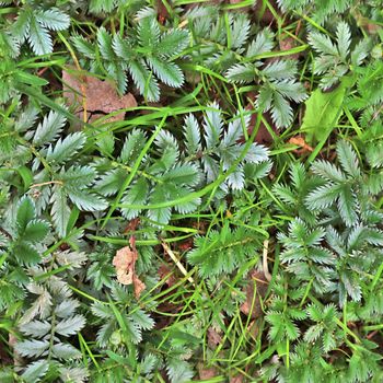 High resolution seamless texture of a forest ground with autumn leaves and nuts