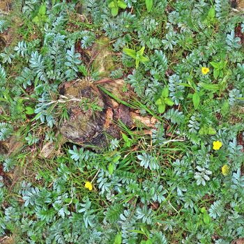 High resolution seamless texture of a forest ground with autumn leaves and nuts