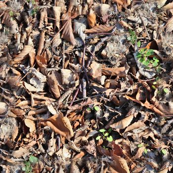 High resolution seamless texture of a forest ground with autumn leaves and nuts