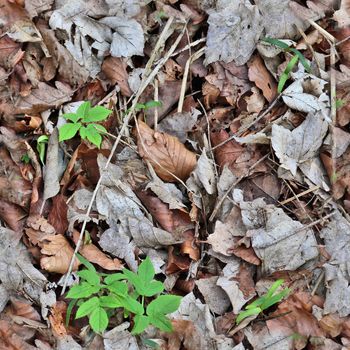 High resolution seamless texture of a forest ground with autumn leaves and nuts