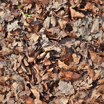 High resolution seamless texture of a forest ground with autumn leaves and nuts