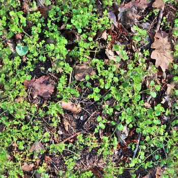 High resolution seamless texture of a forest ground with autumn leaves and nuts