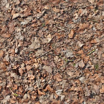 High resolution seamless texture of a forest ground with autumn leaves and nuts