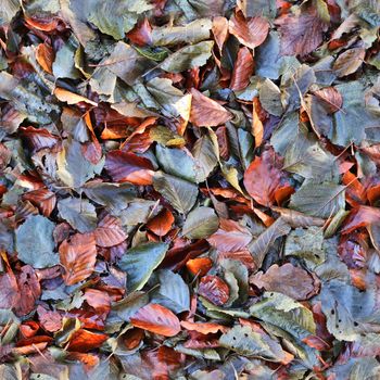 High resolution seamless texture of a forest ground with autumn leaves and nuts