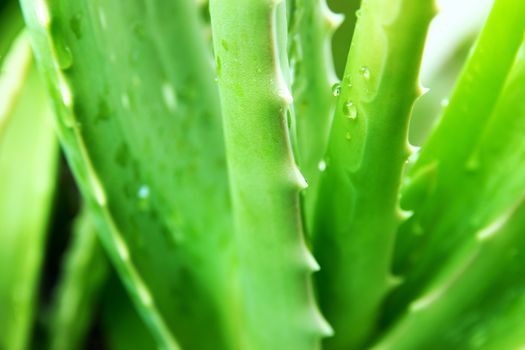 a gelatinous substance obtained from a kind of aloe, used especially in cosmetics as an emollient and for the treatment of burns.