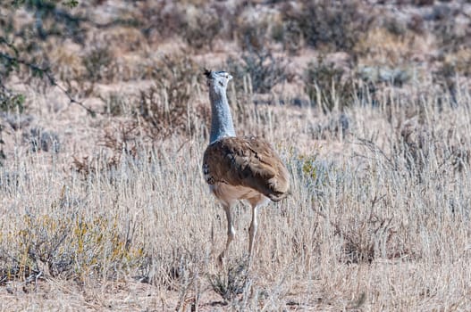 A Kori Bustard, Ardeotis kori, walking in grass with back to camera. It is the heaviest bird capable of flying