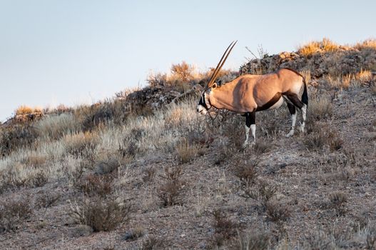 An oryx, Oryx gazella, in on the slope of a hill in the arid Kgalagadi