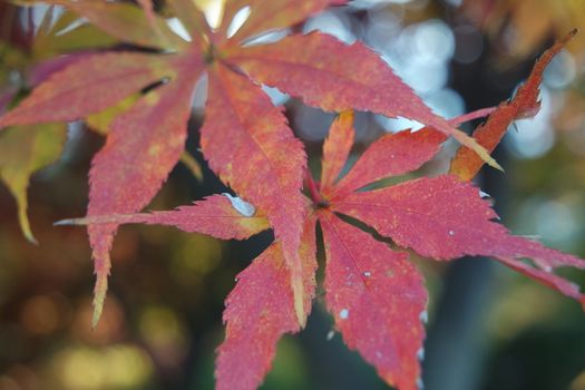 Closeup view of colorful vibrant leaves in fall season during autumn. Ivy in autumn with red and green leaves hanging from trees with twigs and branches
