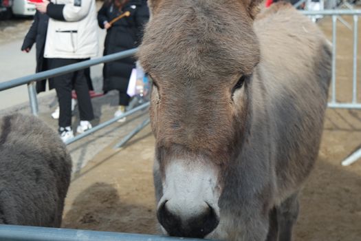 Brown donkey face with big eyes and large ears looking at camera standing inside a fence. Close-up on a donkey head profile in a natural environment in day time.