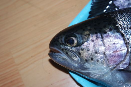 Fish closeup with a gray or grey and silver shiny skin scales isolated on a blue background. Fish skin texture pattern background.