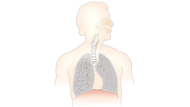info-graphic illustration of lungs on white background with copy space for text. Lungs are part of human chest and is used for breathing purpose