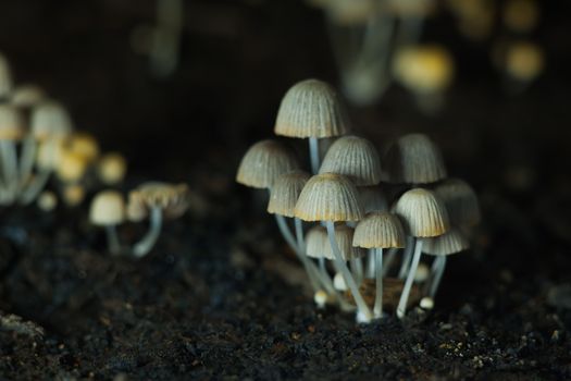 Small mushrooms toadstools. Selective focus. Back light