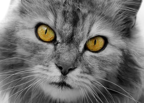 The cat is black and white. Muzzle close-up with yellow eyes.
