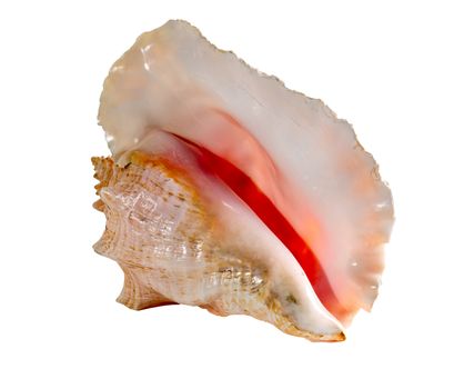 Sea shell isolated on a white background. Beautiful seashell close-up. Lobatus Strombus Gigas. queen conch