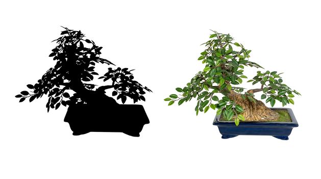 Bonsai tree isolated on a white background. Plus bonsai silhouettes. The Japanese art.