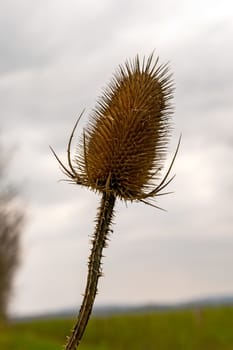 Silhouette dry thistle against the sky. Close-up.