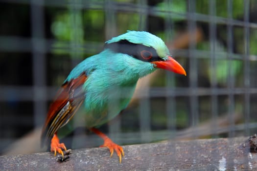 Bird exotic multi-colored tropical blue-red. Phuket Zoo Thailand. Bird in a cage.