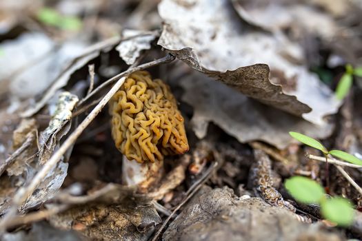 Verpa bohemica var. bohemica. the early morel or early false morel or the wrinkled thimble-cap, it is one of several species known informally as a false morel.