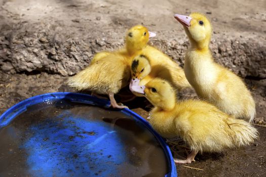 A group of ducklings. Cute beautiful yellow ducklings drink water and walk outdoors. Young birds. Agriculture, poultry. Household. Growing poultry at home.