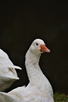 A close up of a white goose head with blue eyes against a dark background