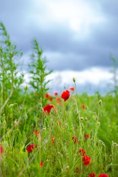 Blooming poppy field. Red poppy flower close up.