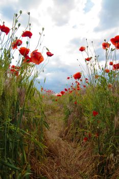 Blooming poppy field. Red poppy flower close up.