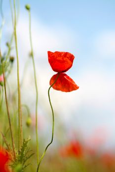 Blooming poppy field. Red poppy flower close up.