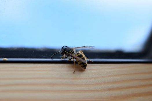 Wasp on the inside of a wooden window frame