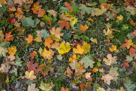 Yellow, orange and red September autumn maple leaves on the ground in a beautiful autumn Park.