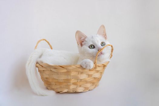 A white cat looks up thoughtfully while lying in a basket on a white background.