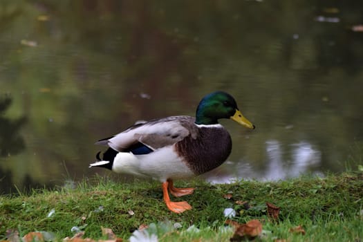 A male mallard standing in the grass besides a lake