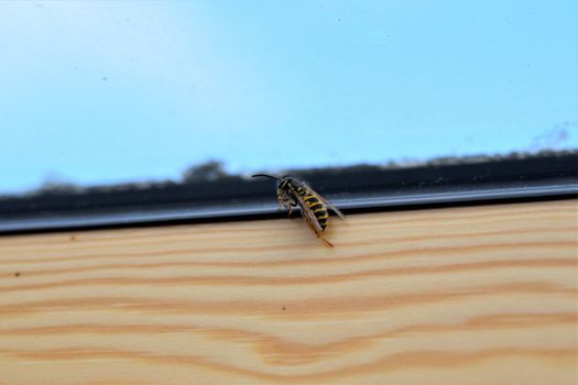 Wasp on the inside of a wooden window frame
