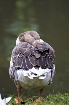 A standing sleeping gray white goose from behind