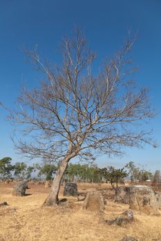 Plain of Jars, Phonsavan, Laos, historic site, the landscape of this area is dotted with hundreds of mysterious stone vessels or jars more than 2000 years old. Also the site of extensive bombing by America in the Vietnam War High quality photo