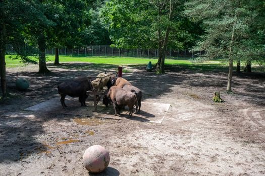 A Group of Brown Buffalo Eating Hay in an Enclosure in a Zoo