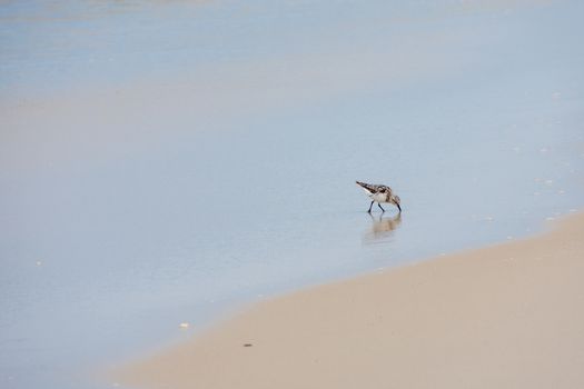 A Small Bird on the Beach Sticking Its Beak int he Sand in Search of Food