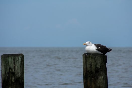 A Wooden Pole Sticking Up Out of the Ocean With a Large Seagull Sitting On It