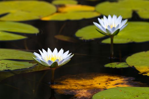 Two blue star lotus waterlily flowers (Nymphaea nouchali) with large lily pads, Groot Marico, South Africa