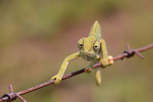 Flap necked chameleon lizard (Chamaeleo dilepis) walking on barbed wire, Groot Marico, South Africa