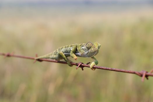 Flap necked chameleon lizard (Chamaeleo dilepis) navigating a barbed wire fence, Groot Marico, South Africa