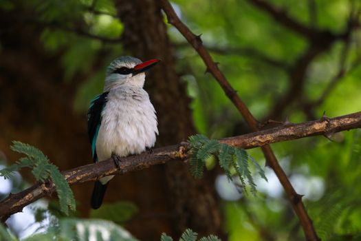 Woodland kingfisher bird (Halcyon senegalensis) ruffling its feathers in an acacia tree, Pretoria, South Africa