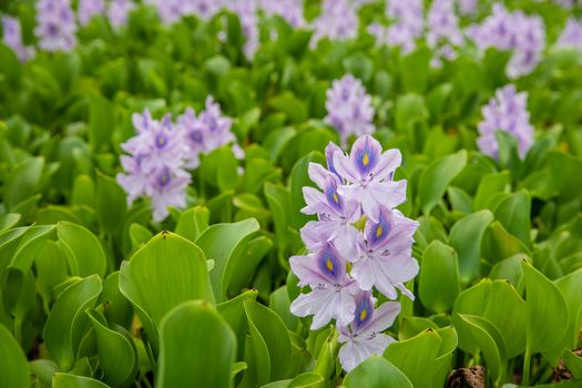 Flowering Water Hyacinth or Eichhornia crassipes growing Wild in the pond
