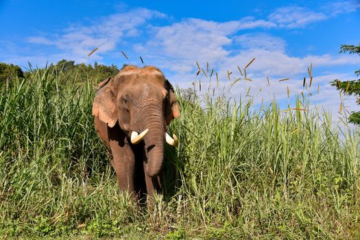 Asian Elephant (Elephas maximus) It is a Big mammal with green grass in the trunk.