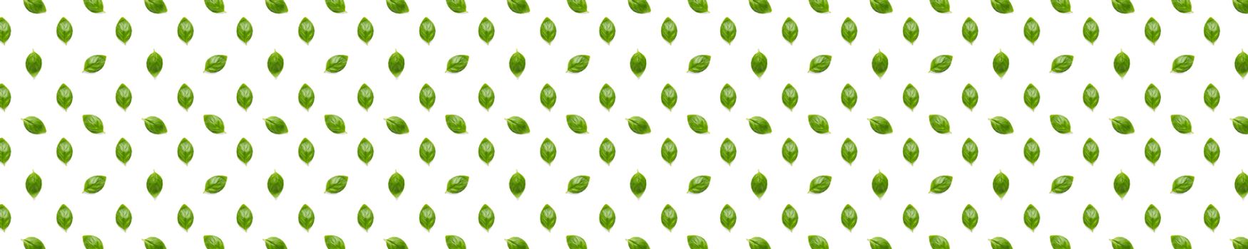 Basil banner. Green leaves of fresh italian basil background on whte backdrop. Basil leaves isolated on white background. Modern background. not pattern