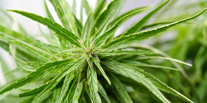 Fresh marijuana plant close-up. Cannabis green ripe Plant