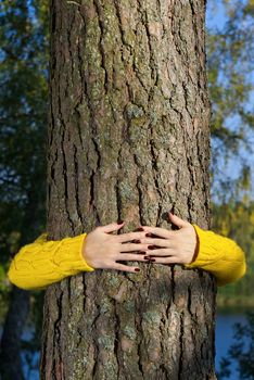 woman hands hugging pine tree trunk in autumn forest. love tree loved the world hug a tree. Ecology and environment concept hugging a tree in forest, nature and eco lifestyle - change the world, protection for life and planet