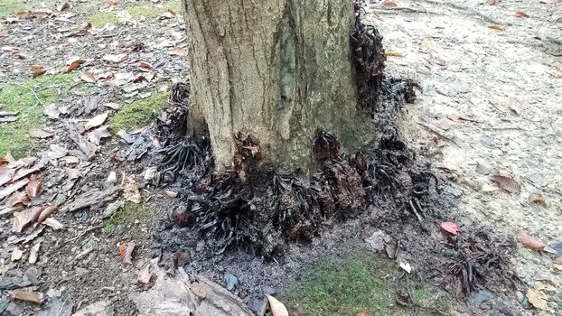 rotting smelly disgusting black mushrooms or fungus on tree trunk