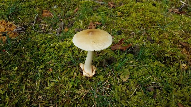 brown and white mushroom on green moss on ground
