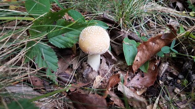 brown and white mushroom in leaves and grass on ground